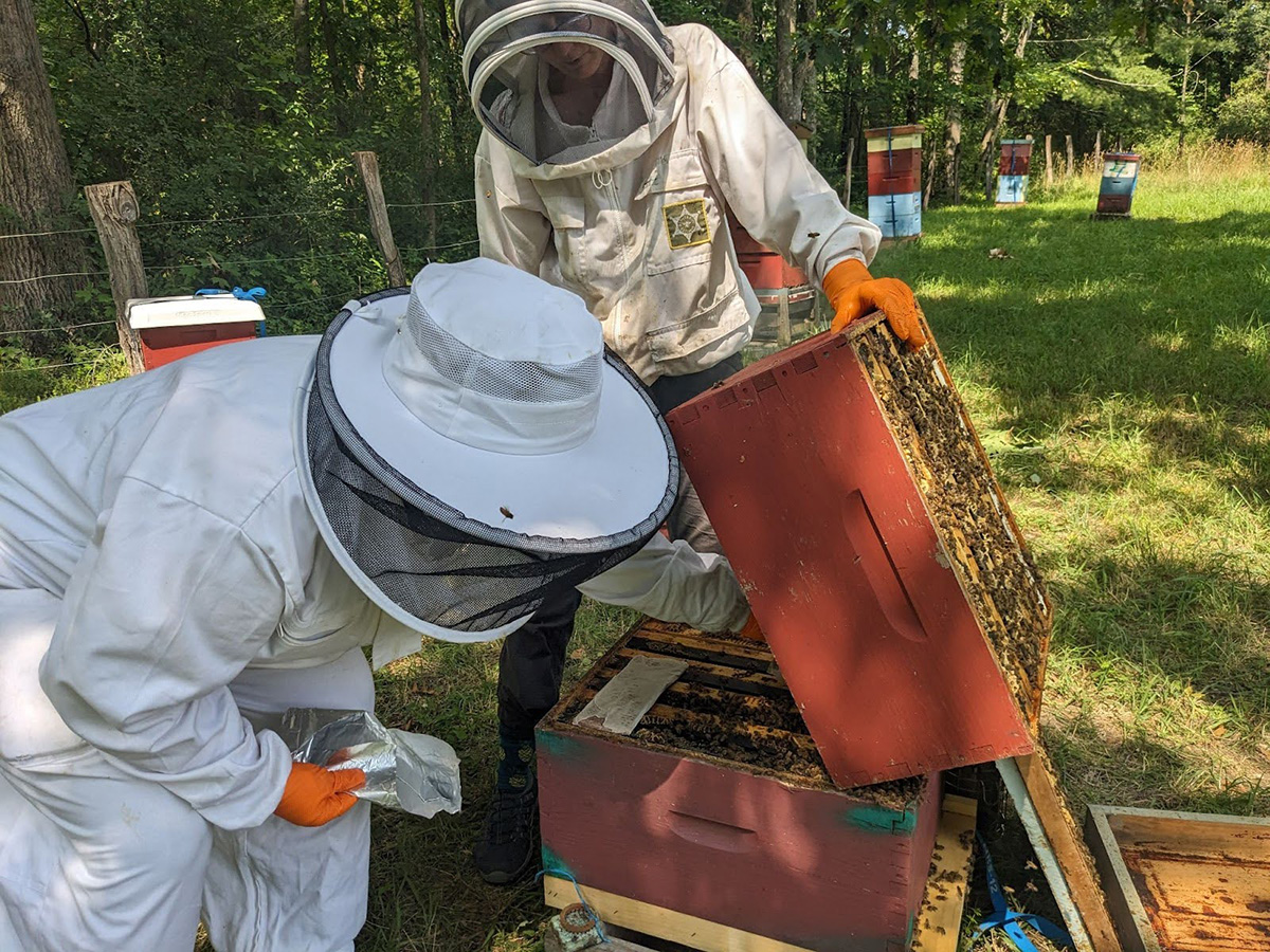 Shows two beekeepers working together to lift a hive body and place treatment