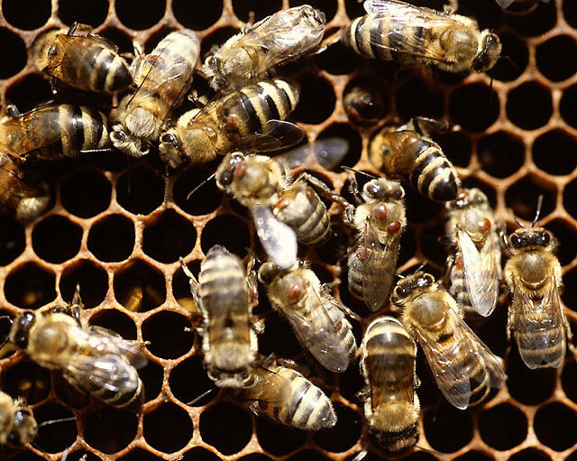Varroa mites riding on bees, showing large infestation rate