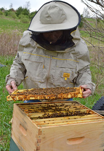 Watching for the signs of swarm preparations in your hives.