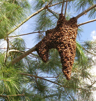 a cluster of bees after a swarm clinging to the branch of a tree at a bivouac site