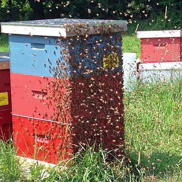 many bees flying around a bee hive