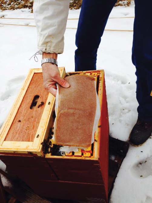 Putting winter patties on hive.