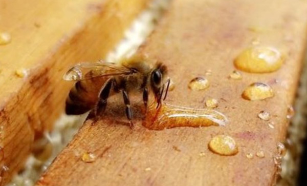 How to Protect Your Hive From Common Bee Predators and Parasites
