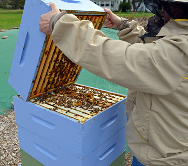 a beekeeper inspecting an open hive