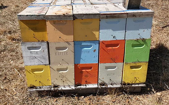 Where and When to Purchase Honey Bees