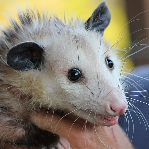 Opossums