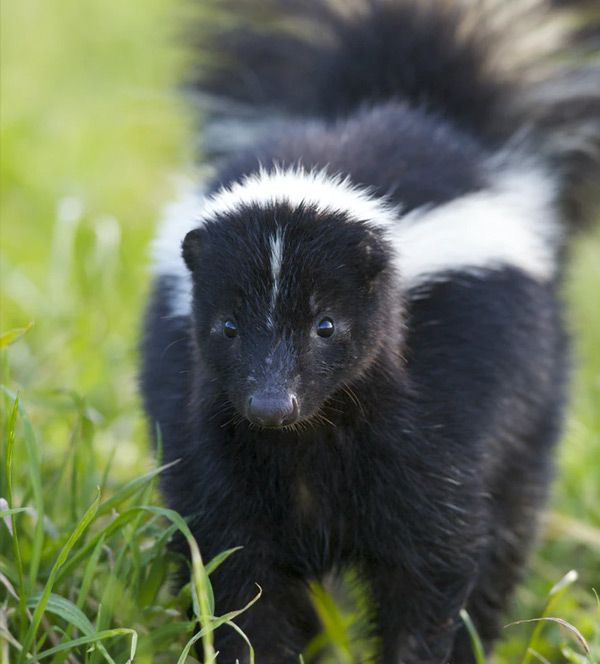 skunks"