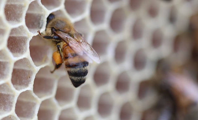 Urban Beekeeping for Beginners