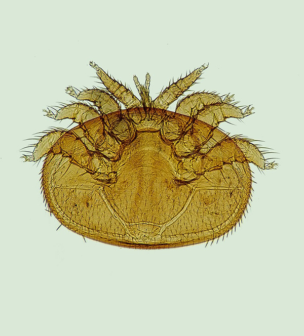 Varroa Mites