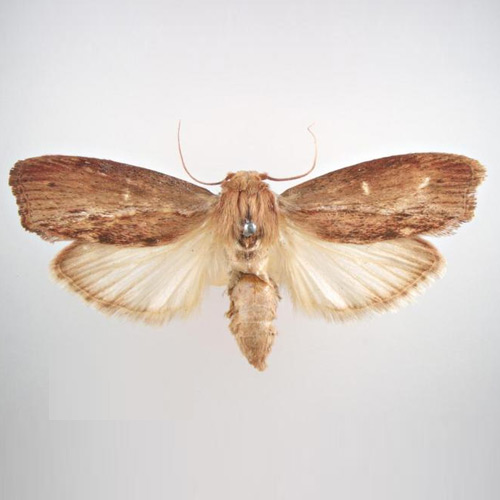 Wax moths