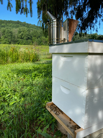 How to Choose Your Bee Hive Location